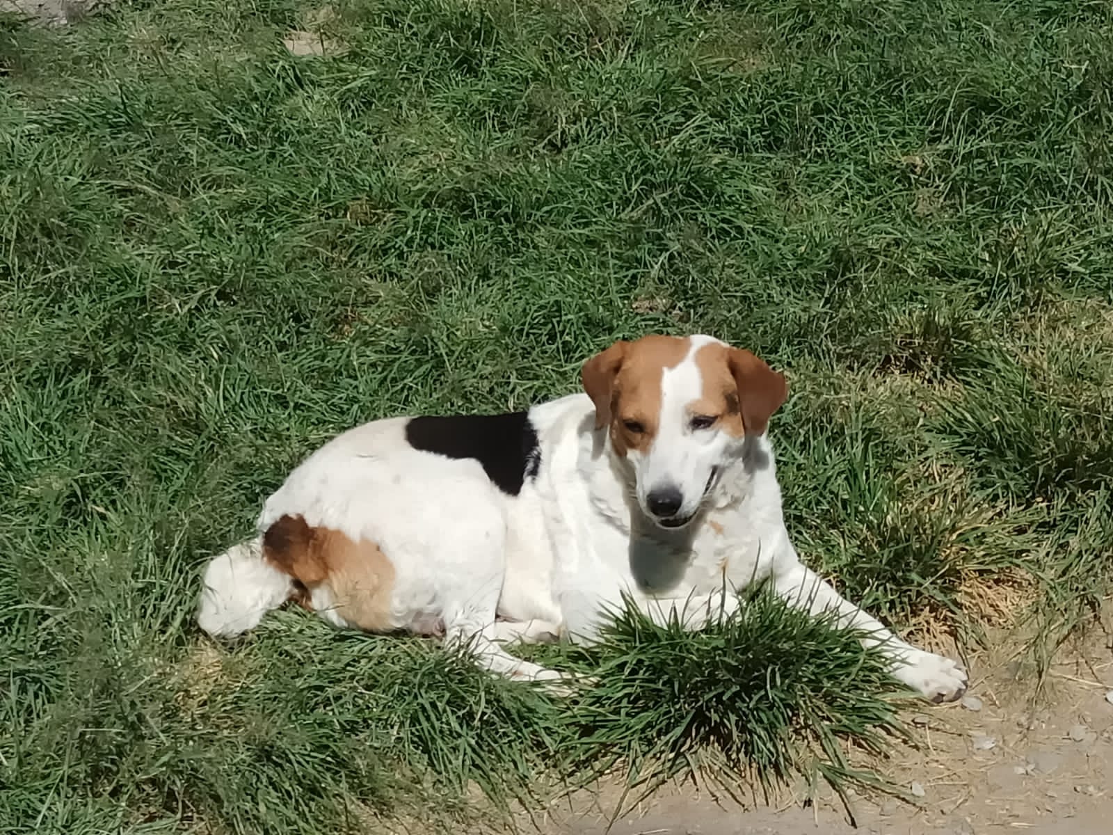 Por: Cortesía Inicia Ayuntamiento “Jornadas por el Bienestar Animal”