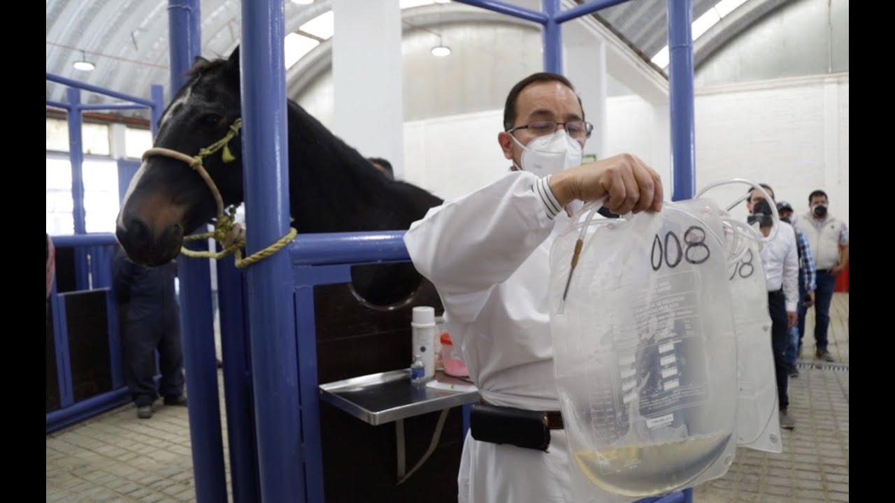 Por: Cortesía Birmex producirá suero de caballo como tratamiento para tratar la Covid-19
