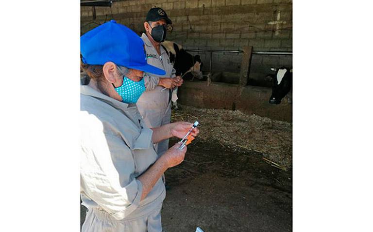 Por: Cortesía En Apizaco se lleva a cabo Campaña Gratuita de Vacunación a ganado