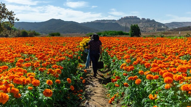 Por: Cortesía Flor de cempasúchil: La trágica leyenda prehispánica que explica su origen