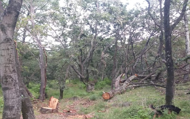 Por: Cortesía Diputado morenista buscará homologar y endurecer las sanciones contra la tala clandestina