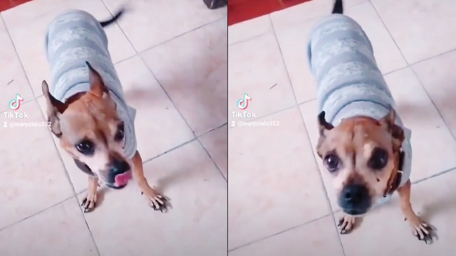 Por: Cortesía "Díselo, él te escucha": Mujer pide a su perrita enferma que rece para curarse