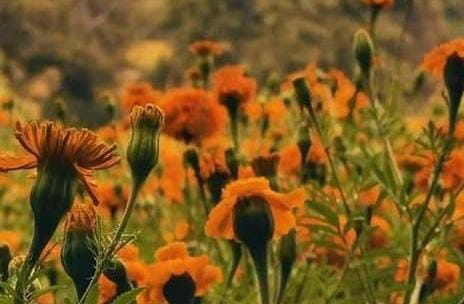 Productores de Cempasúchil de Tlaxcala confían en reactivación económica