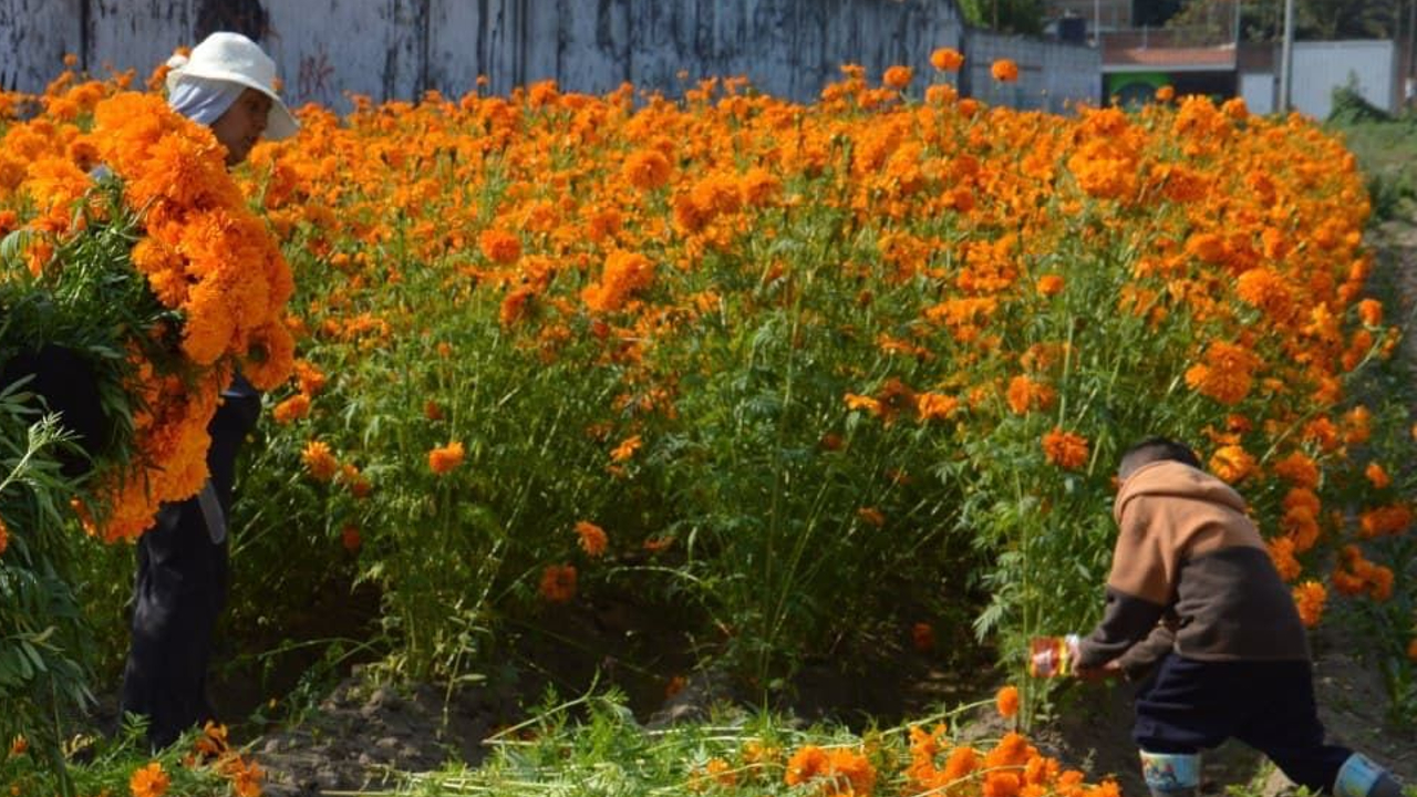 Por: Cortesía San Pedro Cholula se está consolidando como uno de los municipios con mayor producción y venta de las Flores de la temporada de “Todos Santos”