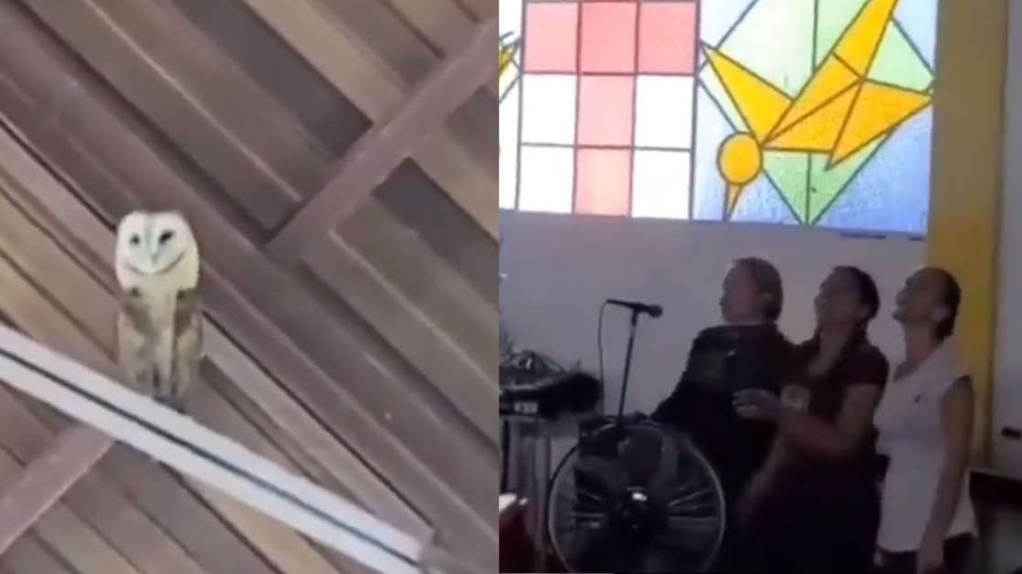 Por: Cortesía Lechuza se mete a iglesia y se pone a bailar con el coro: Viral