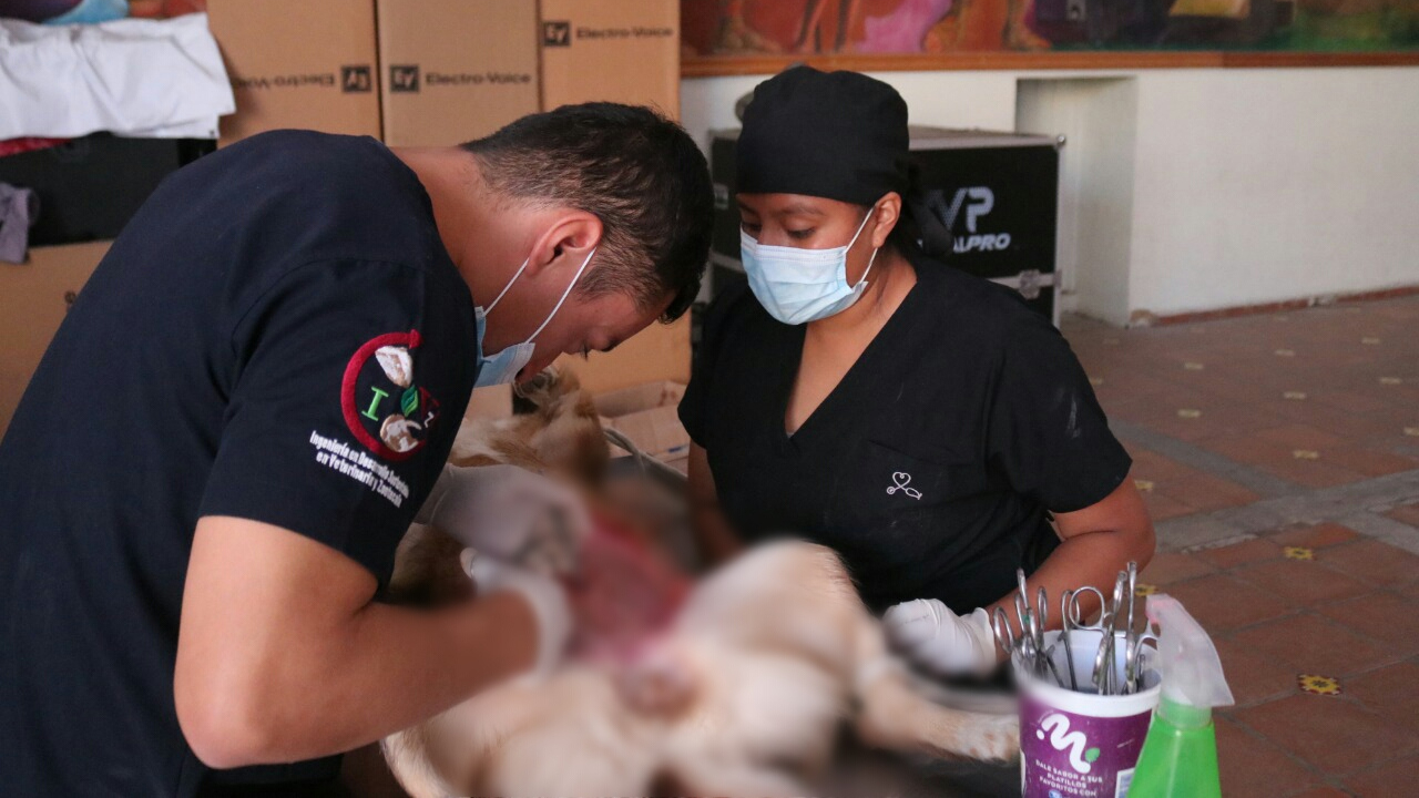 Por: Cortesía Ayuntamiento de San Andrés Cholula realizó una nueva jornada de Esterilización Animal
