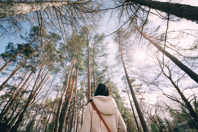 Por: Cortesía Por qué los árboles podrían frenar el número de muertes por cáncer en el mundo