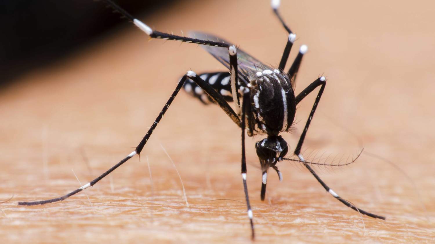 Por: Cortesía Van confirmados al menos 48 casos de dengue en Sinaloa
