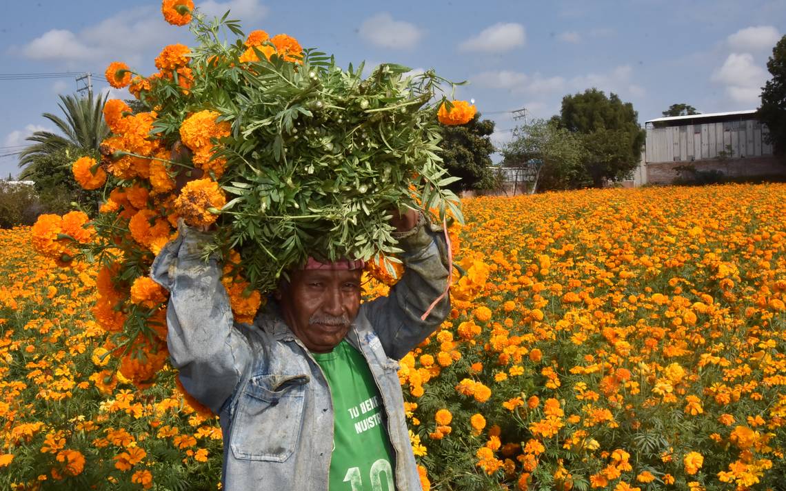 Terrenos destinados para flor de muerto en Puebla siniestrados tras lluvias