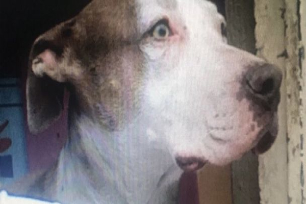 Por: Cortesía Justicia para “Laika”: Hombre mata a machetazos a una perrita