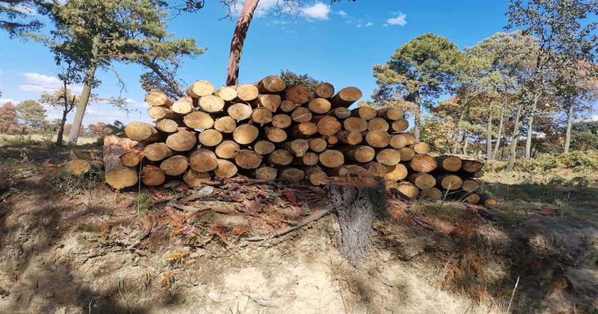 Preparan “Huelga por el Clima” en Tlaxcala