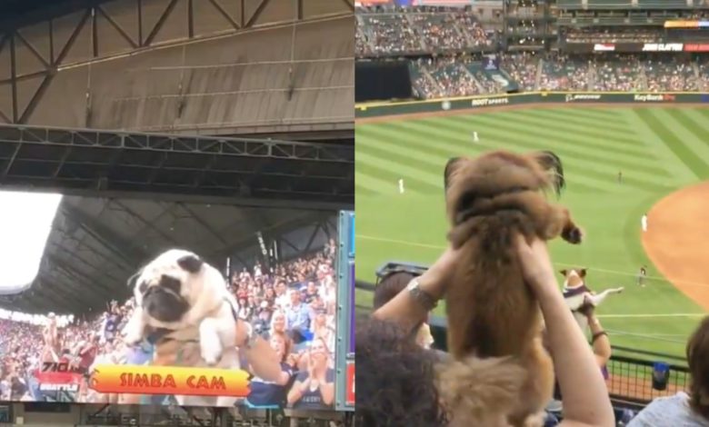 Por: Cortesía "Lo nuevo en estadios": Simba Cam, reto protagonizado por perritos que reemplazó la “Kiss Cam” (Video)