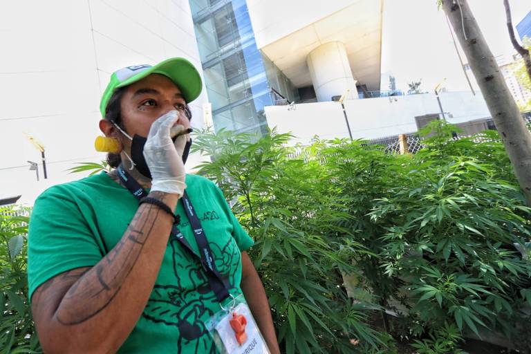 Por: Cortesía 4/20: ¿En México cómo va la legalización de la marihuana?