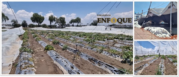 Por: Marisol Oropeza