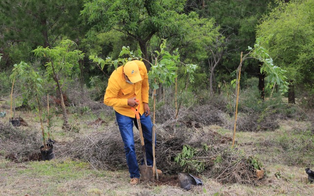 Por: Cortesía En Puebla implementarán estrategia de reforestación para combatir tala de árboles