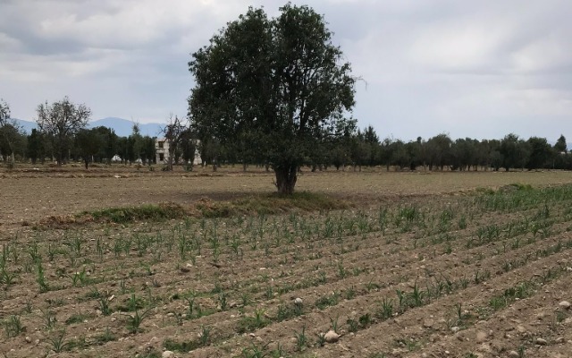 Por: Cortesía Granizo e incendios han afectado mil 350 hectáreas de cultivo en Puebla