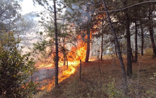 Por: Cortesía Puebla es el noveno estado del país con mayor superficie afectada por incendios forestales