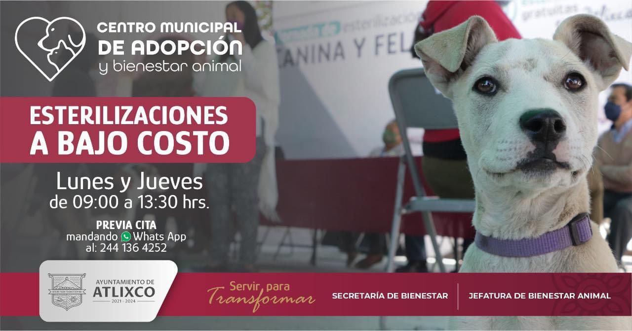 Por: Cortesía Ofrece Atlixco esterilizaciones a bajo costo a través de su centro de adopción