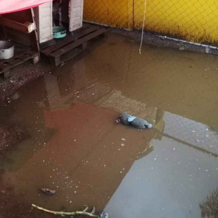Se inunda albergue canino en Apizaco: administradores piden ayuda