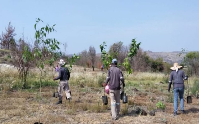 Por: Cortesía Anuncian plan de reforestación en el estado de Puebla para los próximos dos años