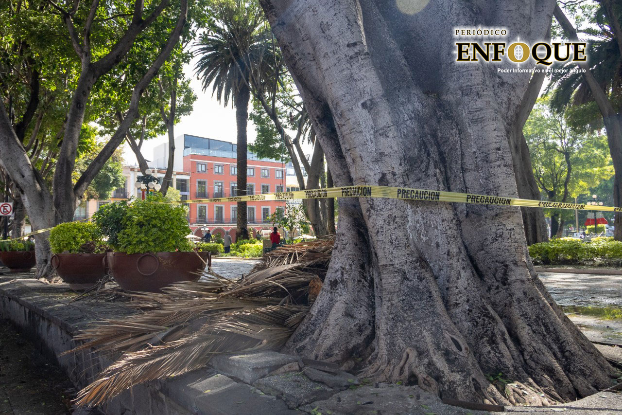 Por: Alex Muñoz Seis árboles serán retirados del Centro Histórico