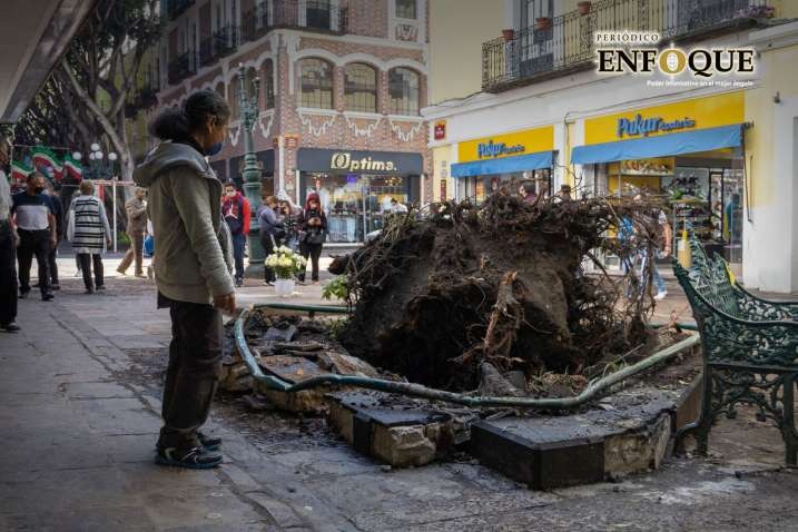 Por: Alex Muñoz Barbosa pide investigación por caída de árbol que provocó muerte a menor de edad en el Centro Histórico