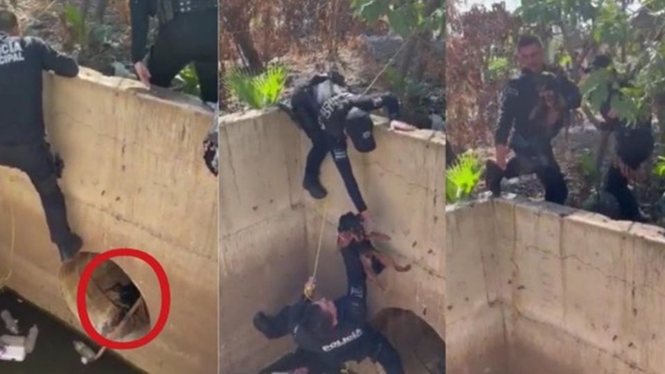 Por: Cortesía Policías de Culiacán rescatan a perrito que se encontraba atrapado por días en drenaje