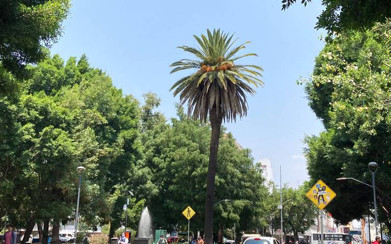 Por: Cortesía 20 palmeras enfermas para evitar plaga