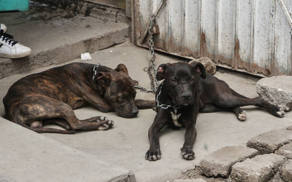 Por: Cortesía Contabilizan mil 700 reportes de maltrato animal en Puebla capital