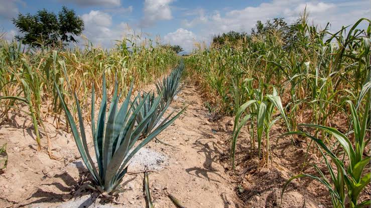 Por: Cortesía  UCD pide celeridad en la entrega de fertilizantes