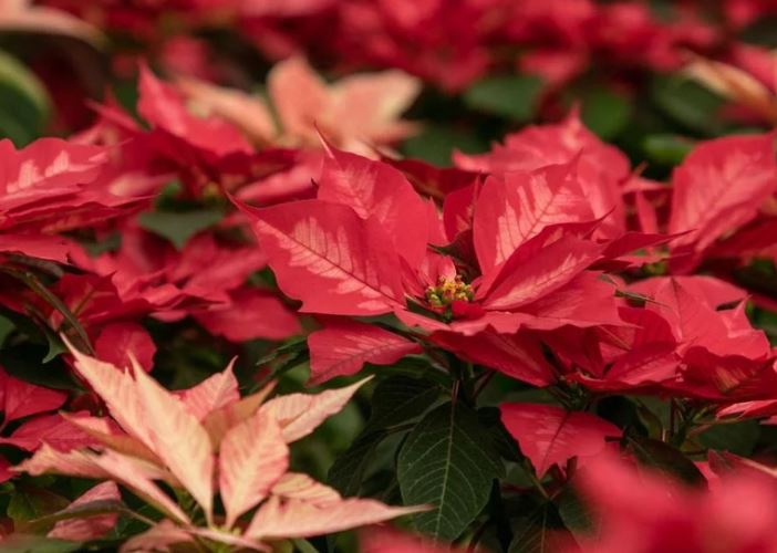 Este es el origen de la flor de nochebuena