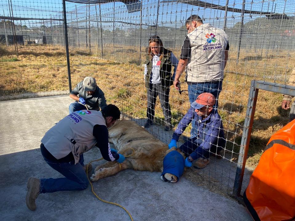 Por: Cortesía Llegan tres ejemplares felinos al Zoológico del Altiplano