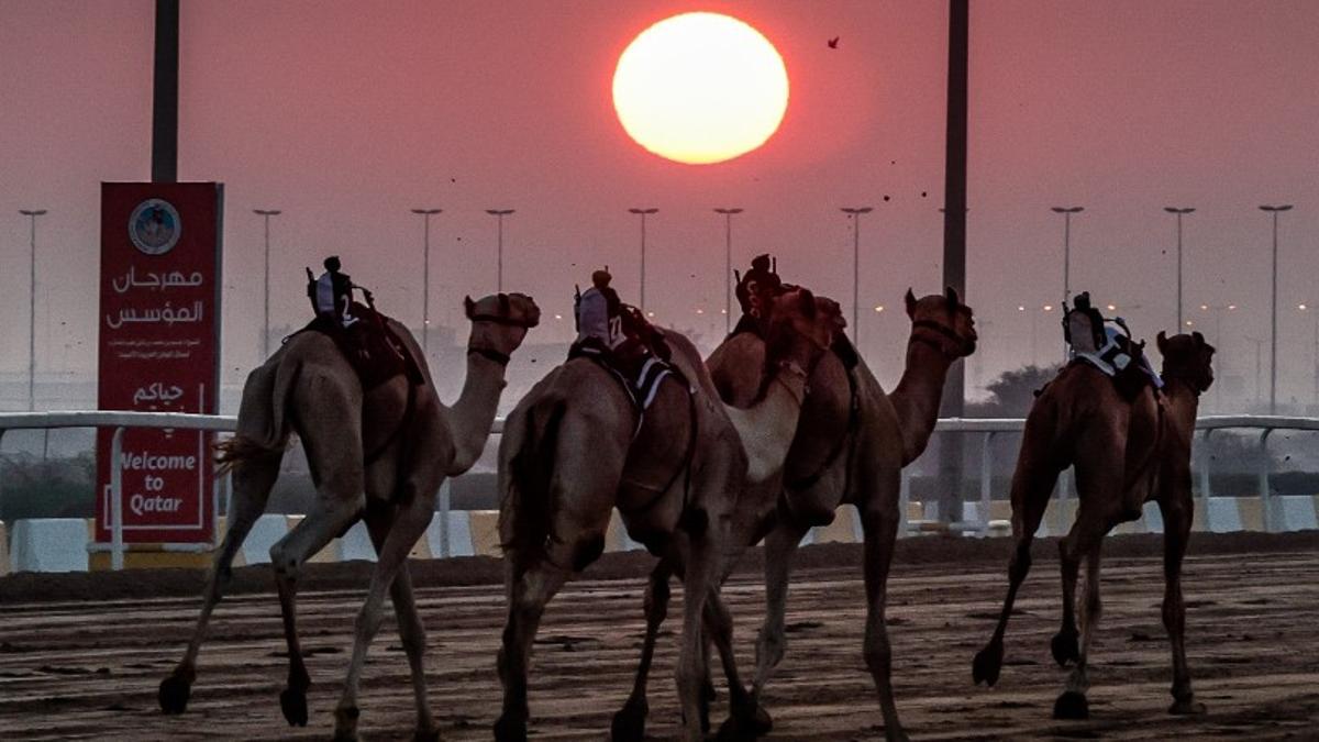 Por: Cortesía “Virus del camello” preocupa a científicos: advierten sobre brotes globales que se podrían generar tras el Mundial en Qatar