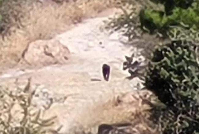 Sin efecto protocolo de búsqueda ante presunto felino visto en Totolac