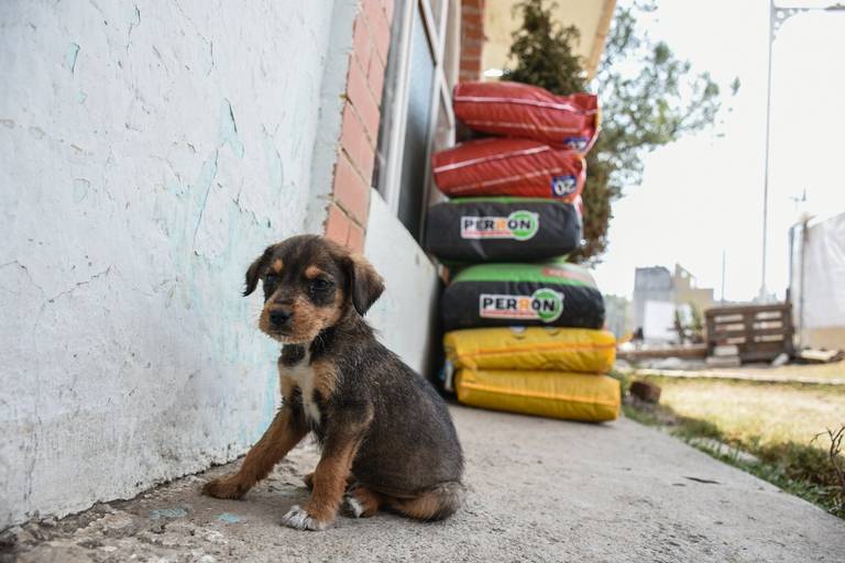 Por: Cortesía Detonación de cohetes afecta a animales de compañía y de granja