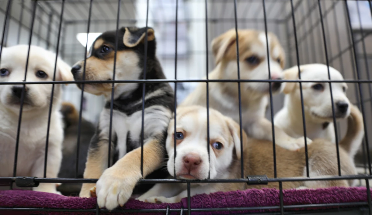 Prohíbe Nuevo León venta de perros y gatos en tiendas y locales a partir de mayo de 2023