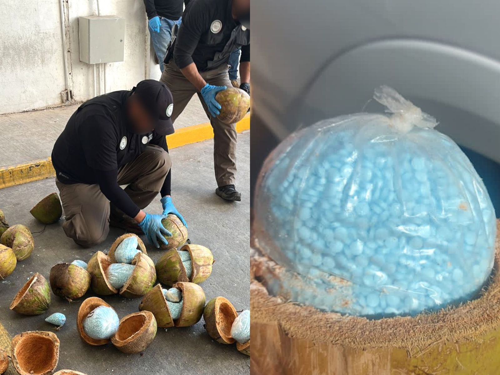 Por: Cortesía Decomisa FGR 300 kilos de fentanilo escondido en cocos en Sonora