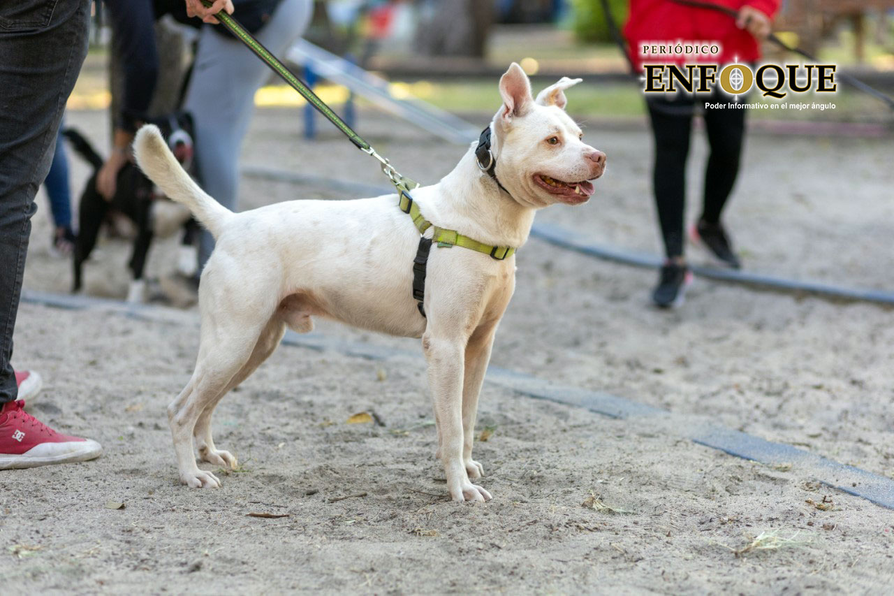 Registra Ayuntamiento 230 denuncias por maltrato animal ha atendido