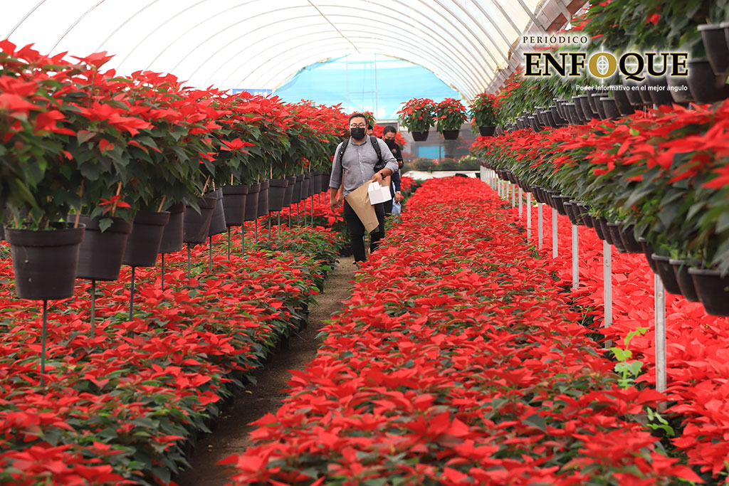 Por: Periódico Enfoque Atlixco cuenta con las mejor flor de temporada, adquiérela en la Plazuela del productor, Santa Rita