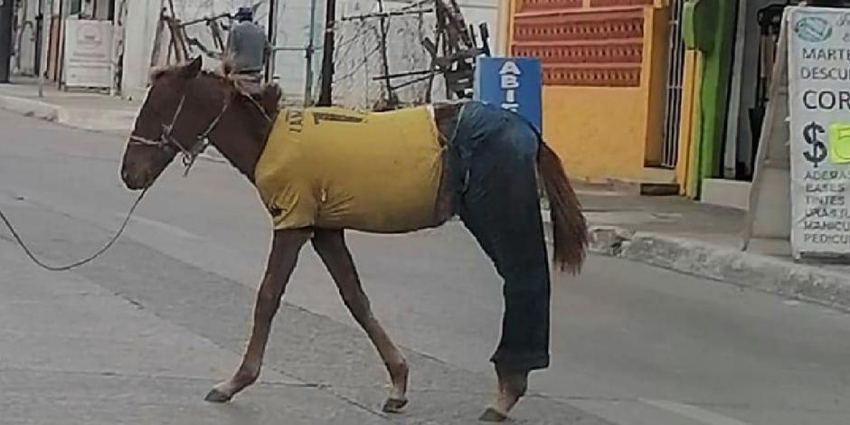 Por: Cortesía "¡Qué es esooooo!": Caballo se pasea vestido con playera y pantalón de mezclilla (Vídeo)