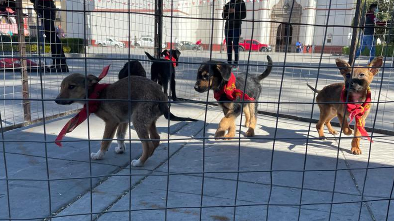 Por: Cortesía Ayuntamiento de San Pedro Cholula continúa fomentando una cultura contra el maltrato animal