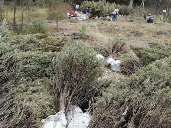 Por: Cortesía Recibirá Medio Ambiente árboles utilizados en celebraciones decembrinas