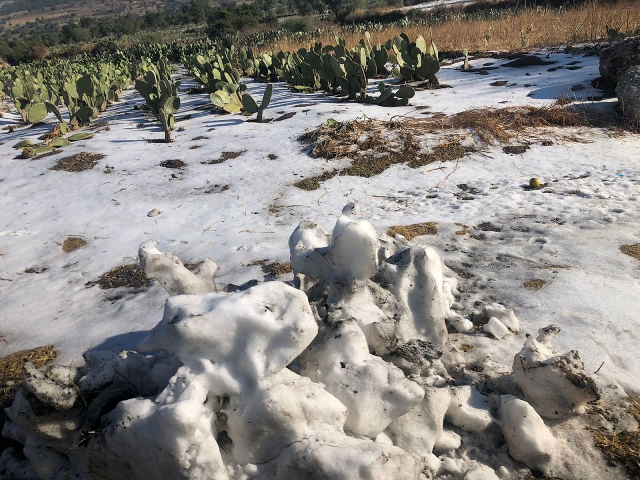 acatzingo aguanieve 2