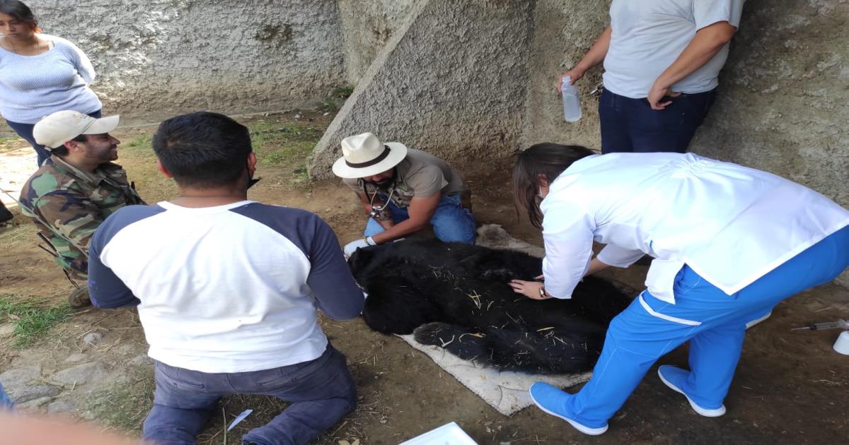Por: Cortesía SMA garantiza medidas de atención a ejemplares del zoológico del altiplano