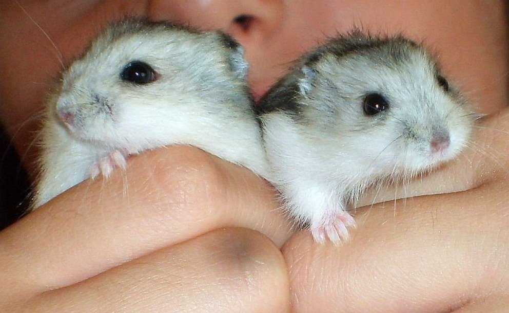 Por: Cortesía Investigan posible contagio de Covid-19 de hámsteres a humanos en Hong Kong