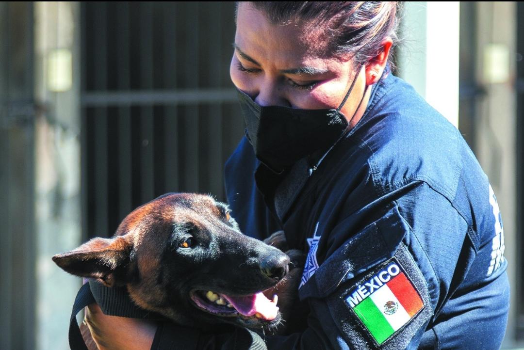 SSC planea la compra de siete ejemplares caninos para servicio
