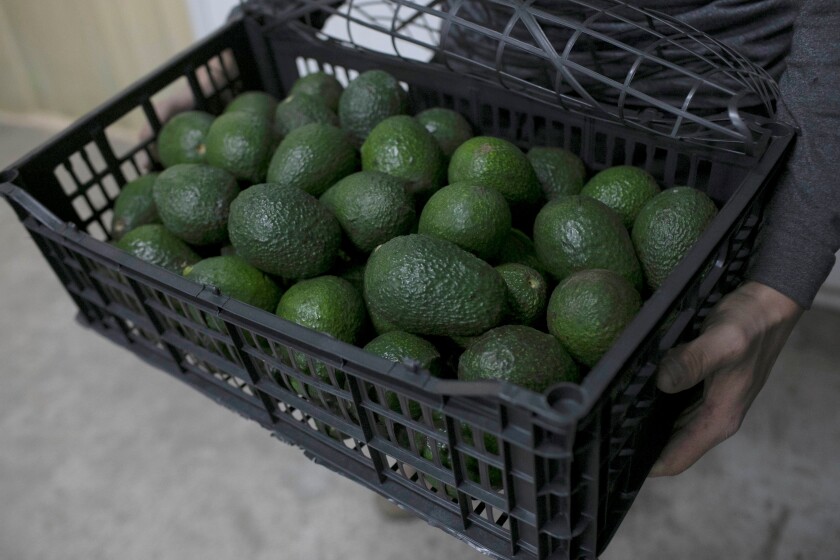 Por: Cortesía Se espera que exportación de aguacate a Estados Unidos se reanude durante la semana