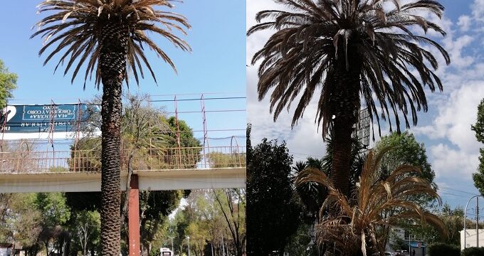 Inician tratamiento a palmeras con plaga en el boulevard 5 de mayo 