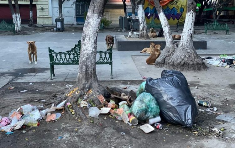 En análisis aplicación de multas para quienes saquen su basura fuera de horario