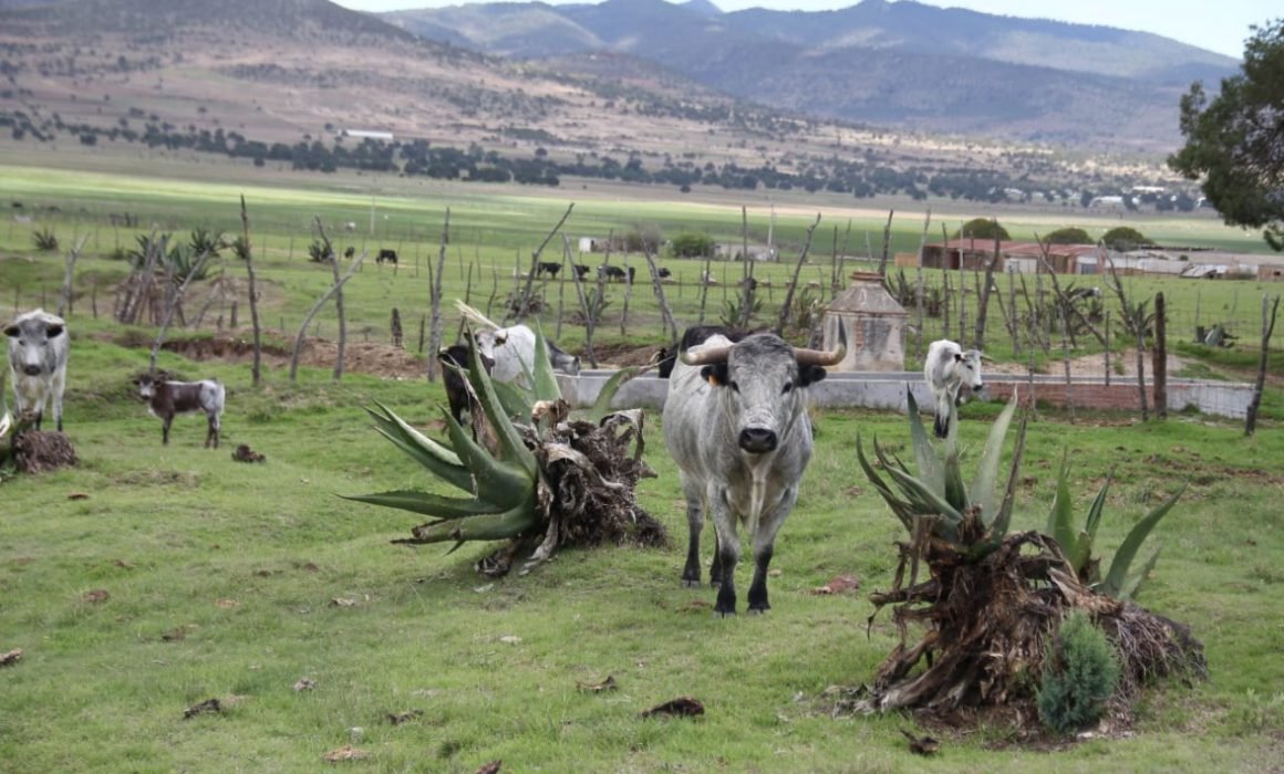 ITDT busca fortalecer la tauromaquia en el estado 